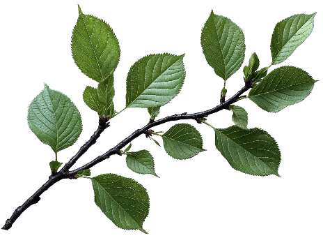 Decorative green tree branch